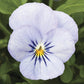 Viola Seeds Viola Endurio Sky Blue Martien 50 Seeds