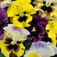 Viola Seeds Frizzle Sizzle Mini Mix 50 Flower Seeds