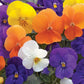 Viola Seeds 25 Penny Viola All Season Mix Viola Cornuta Seeds