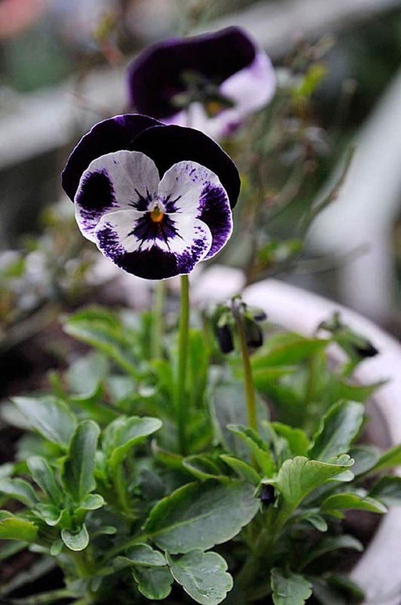 Penny Mickey 25 Viola Seeds Perennial Seeds