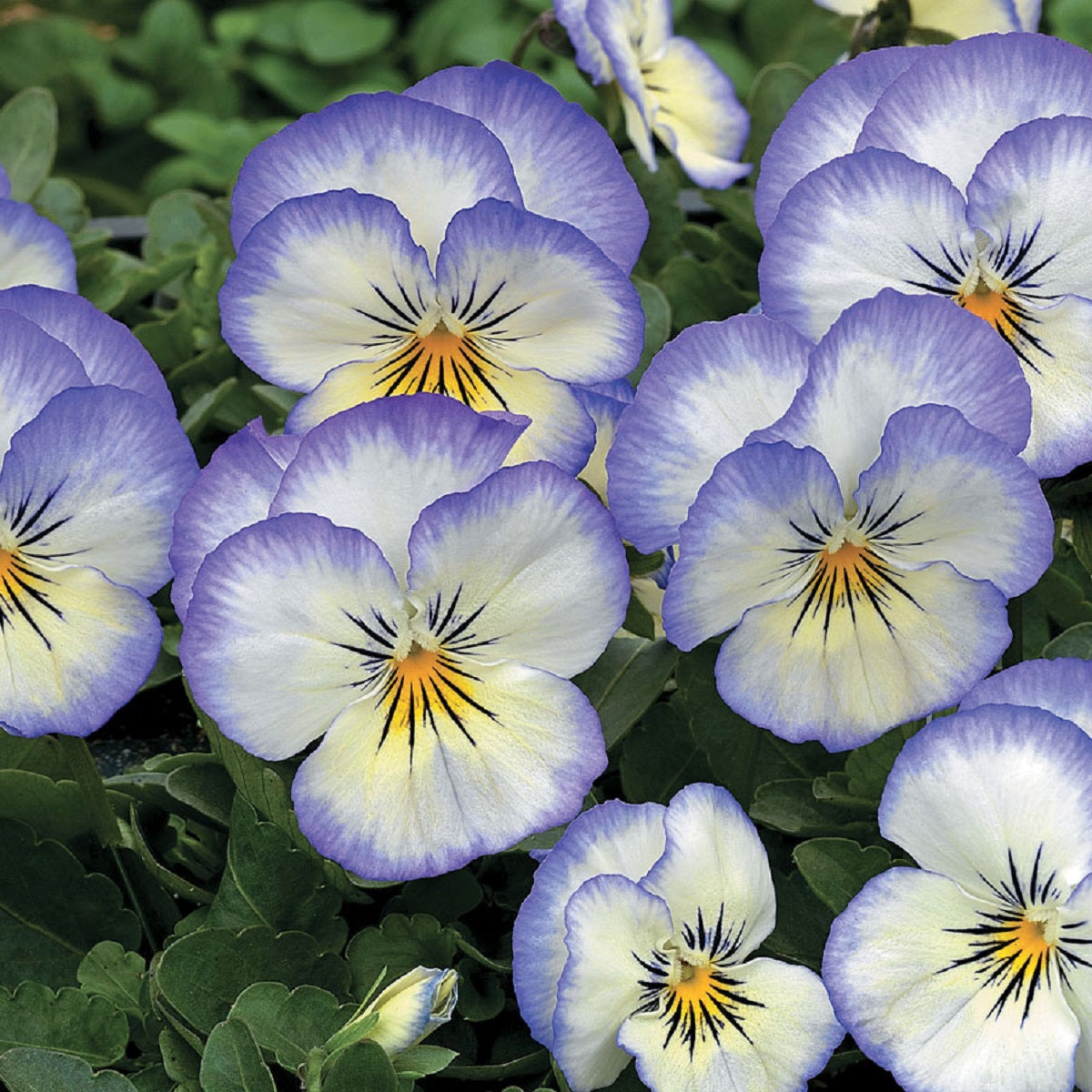 Edible Viola Penny Purple Picotee 25 thru 250 Bulk Viola Seeds