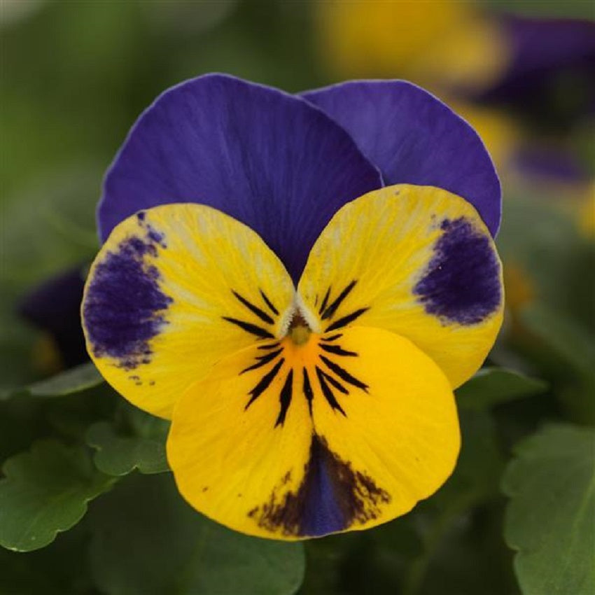 Viola Seeds 50 Seeds Viola Quicktime Yellow Blue Jump Up