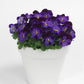 Viola Seeds Sorbet XP Denim Jump Up 50 Flower Seeds