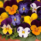 Viola Seeds Sorbet XP Jump Up Mix 50 Flower Seeds