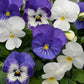 Viola Seeds Sorbet XP Blueberry Sundae 50 Flower Seeds