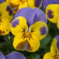 Viola Seeds Sorbet XP Yellow Blue Jump Up 50 Flower Seeds