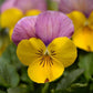 Viola Seeds Sorbet XP Yellow Pink Jump Up 50 Flower Seeds