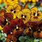 Viola Seeds Angel Tiger Eye Mix 50 Seeds