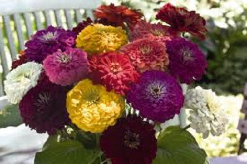 Zinnia Seeds Benary’s Giant Mix 50 Cut Flower Seeds