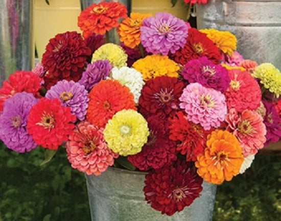 Zinnia Seeds Benary’s Giant Mix 50 Cut Flower Seeds