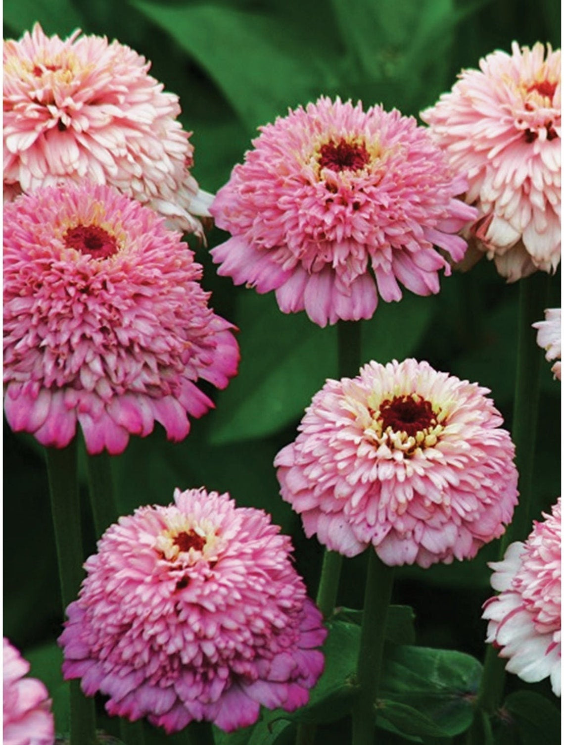 Zinnia Seeds For Sale 50 Zinnia Cup Cakes Pink Flower Seeds