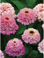 Zinnia Seeds For Sale 50 Zinnia Cup Cakes Pink Flower Seeds