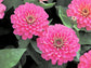 Zinnia Seeds Dreamland Rose 50 Zinnia Seeds Flower Seeds