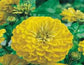 100 Zinnia Seeds Elegans Canary Flower Seeds