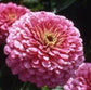 100 Zinnia Seeds Elegans Luminosa Flower Seeds