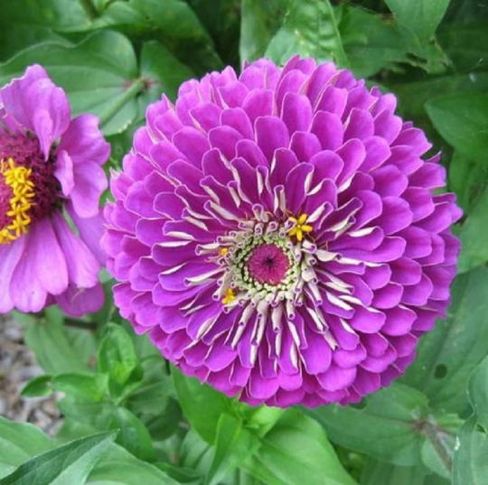 Zinnia Seeds Elegans Purple Prince 25 Thru 500 Seeds