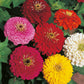 50 Zinnia Seeds Higro Mix Flower Flower Seeds