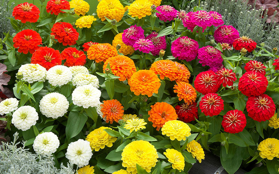 Zinnia Preciosa Mix 15 thru 500 Bulk Zinnia Seeds