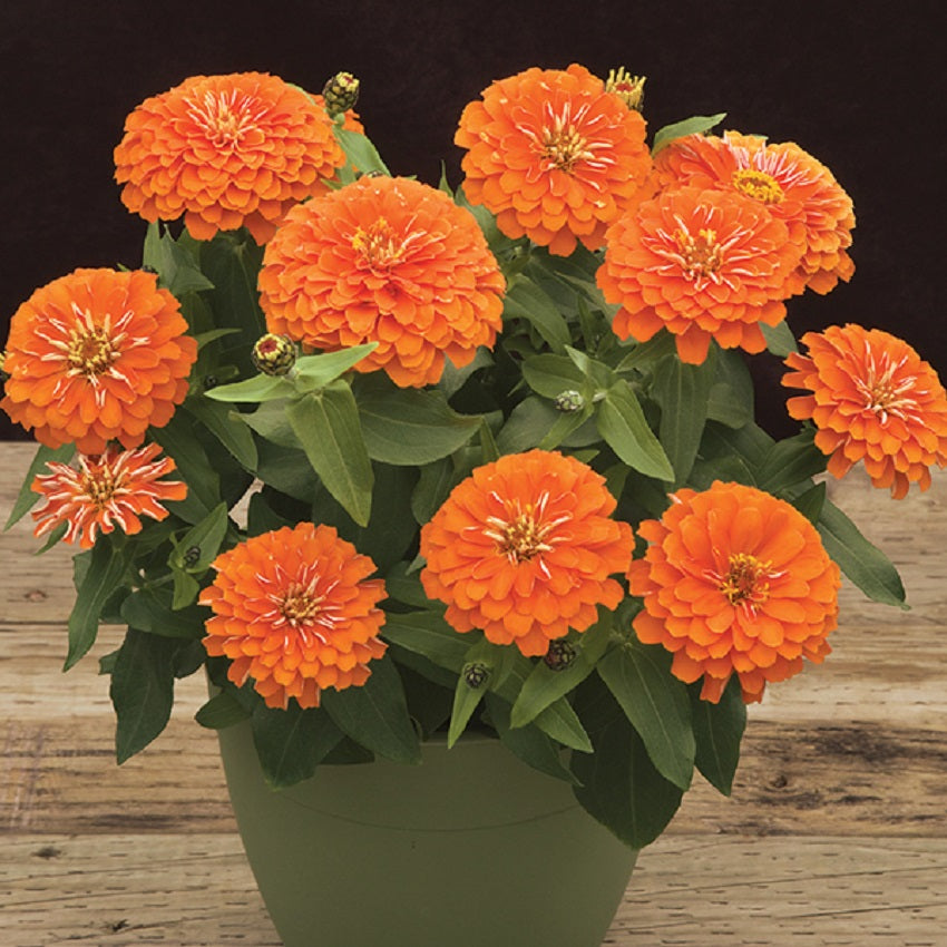 Zinnia Preciosa Orange 15 thru 500 Bulk Zinnia Seeds