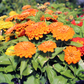 Zinnia Seeds Zinnia Preciosa Orange 25 Flower Seed