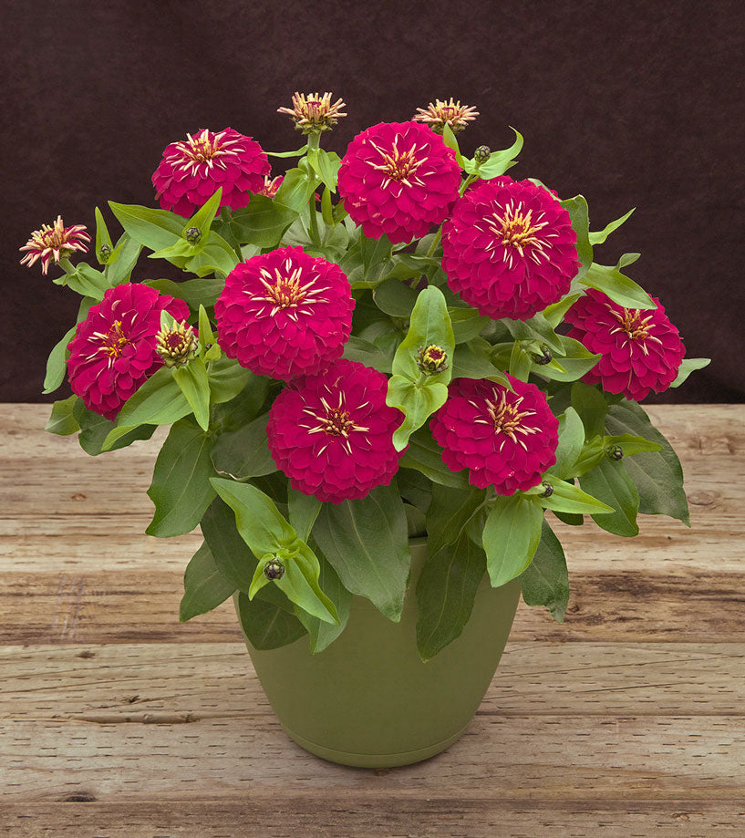 Bulk Zinnia Seeds | Zinnia Preciosa Rose | 15 Thru 500 Bulk Flower Seeds