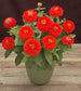 Zinnia Seeds Zinnia Preciosa Scarlet 25 Flower Seed