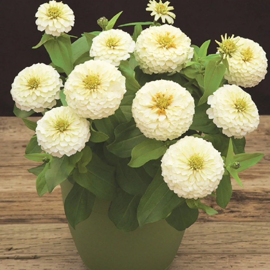 Zinnia Seeds Profusion Double White 15 thru 250 Flower Seeds