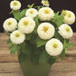 Zinnia Seeds Zinnia Preciosa White 25 Flower Seeds