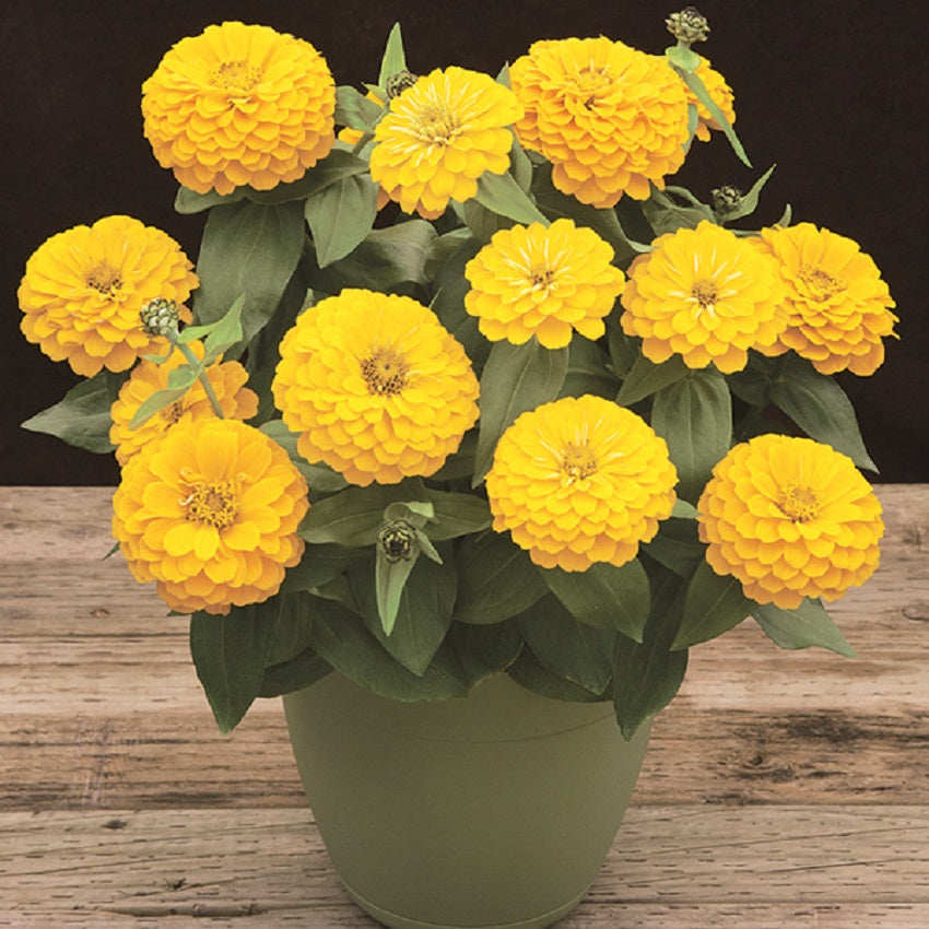 Zinnia Seeds Preciosa Yellow 15 thru 500 Bulk Flower Seeds