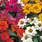 Profusion Double Mix 25 Zinnia Seeds