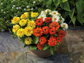 Zinnia Seeds Profusion Double Sunrise Mix 15 thru 250 Flower Seeds