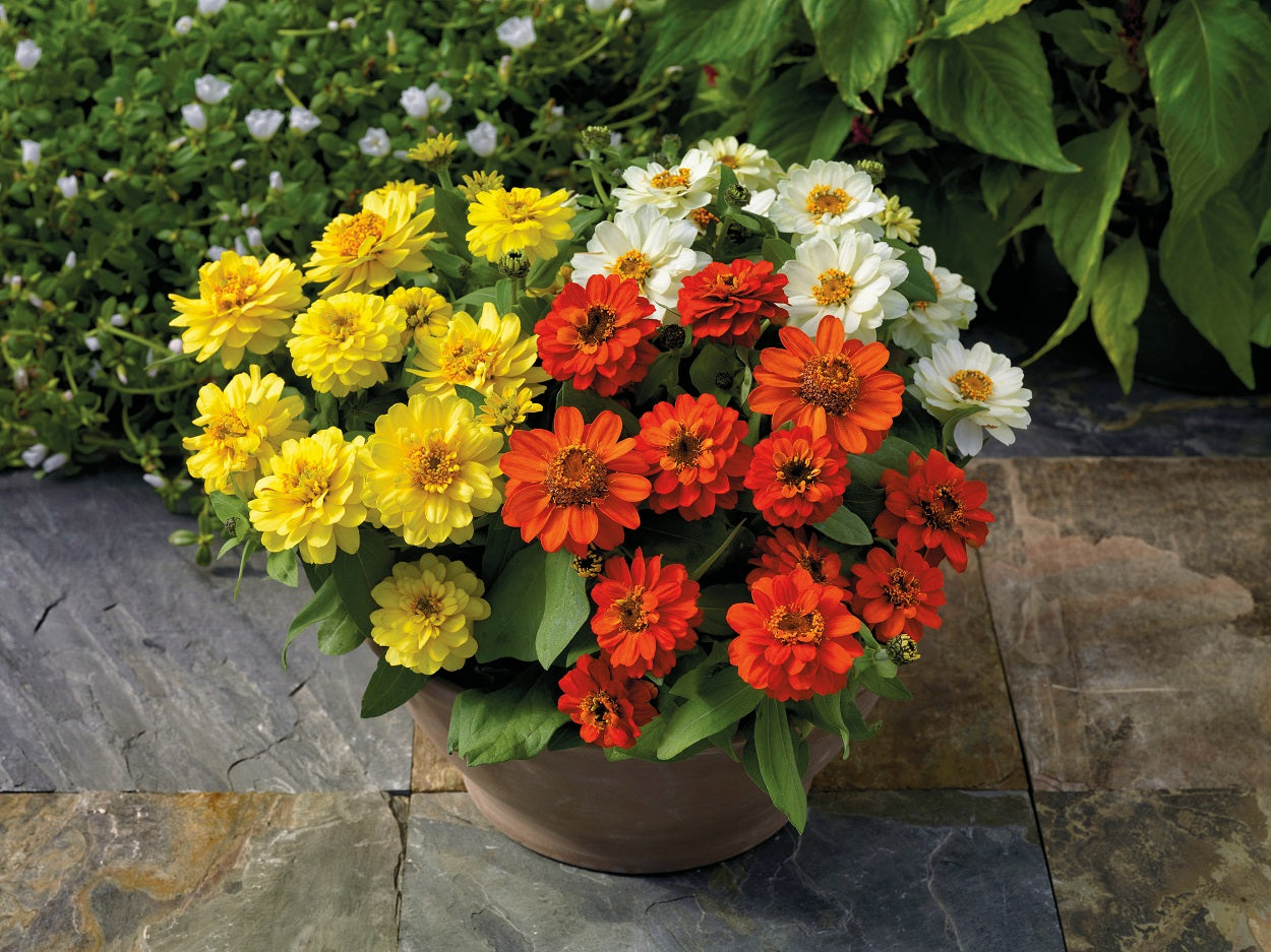 Profusion Double Sunrise Mix 25 Zinnia Seeds