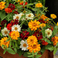 Zinnia Profusion Three Colors Mix 25 Zinnia Seeds