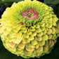 Zinnia Seeds Queeny Lime Blotch 25 Flowers Seeds Great Cut Flower