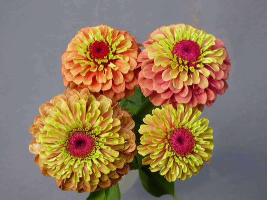 Zinnia Seeds Queeny Lime Orange 25 Flowers Seeds Cut Flower