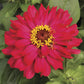 Zinnia Seeds Zinnia Short Stuff Cherry Shades 25 Flower Seeds