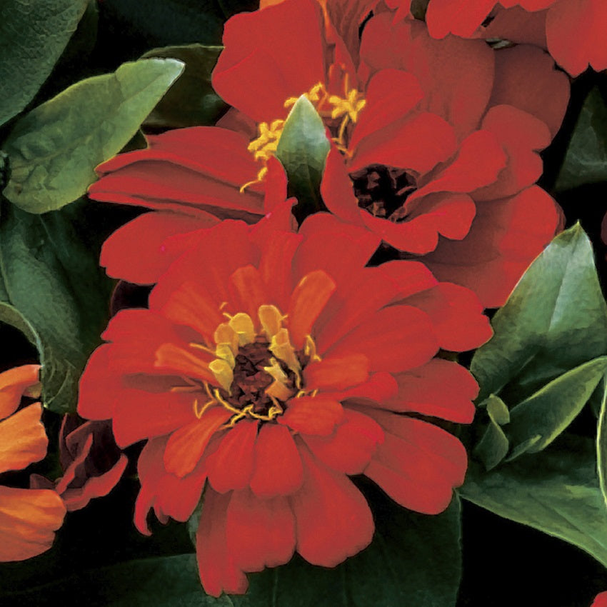 Zinnia Seeds Zinnia Short Stuff Deep Red 25 Flower Seeds