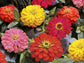 Zinnia Seeds Zinnia Short Stuff Fire Mix 25 Flower Seeds