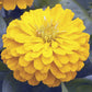 Zinnia Seeds Zinnia Short Stuff Gold 25 Flower Seeds