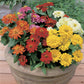 Zinnia Seeds Zinnia Short Stuff Mix 25 Flower Seeds