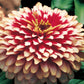 Zinnia Seeds Zinnia Swizzle Cherry Ivory 25 Flower Seeds