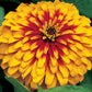 Zinnia Seeds Zinnia Swizzle Scarlet Yellow 25 Flower Seeds