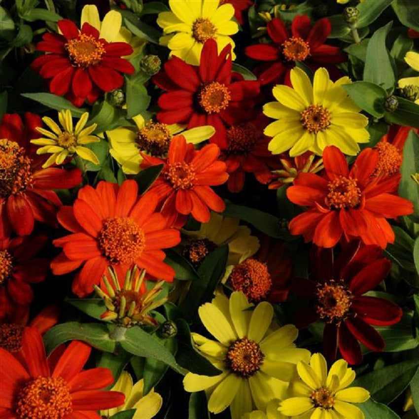 Zinnia Seeds Zahara Bonfire Mix 15 thru 100 Bulk Seeds