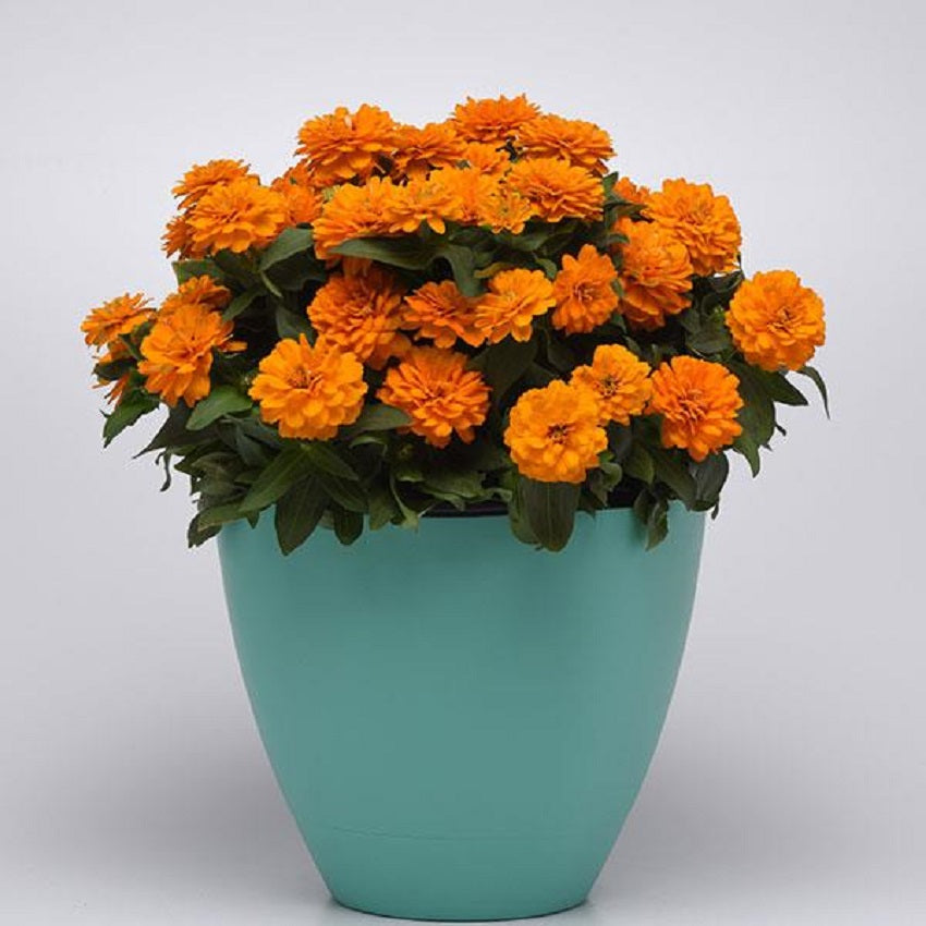 Zinnia Seeds For Sale 25 Zinnia Zahara Double Bright Orange Seeds