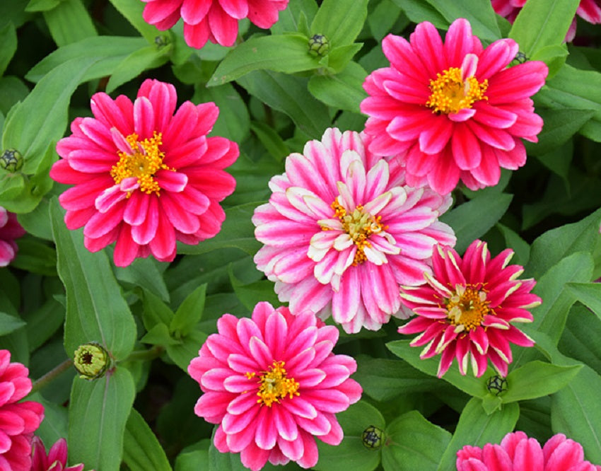 Zinnia Seeds 15 thru 100 Bulk Seeds Zinnia Zahara Double Raspberry Ripple