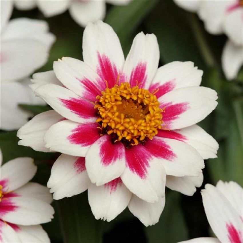 Zinnia Seeds Zahara Rose Starlight 15 thru 100 Bulk Seeds