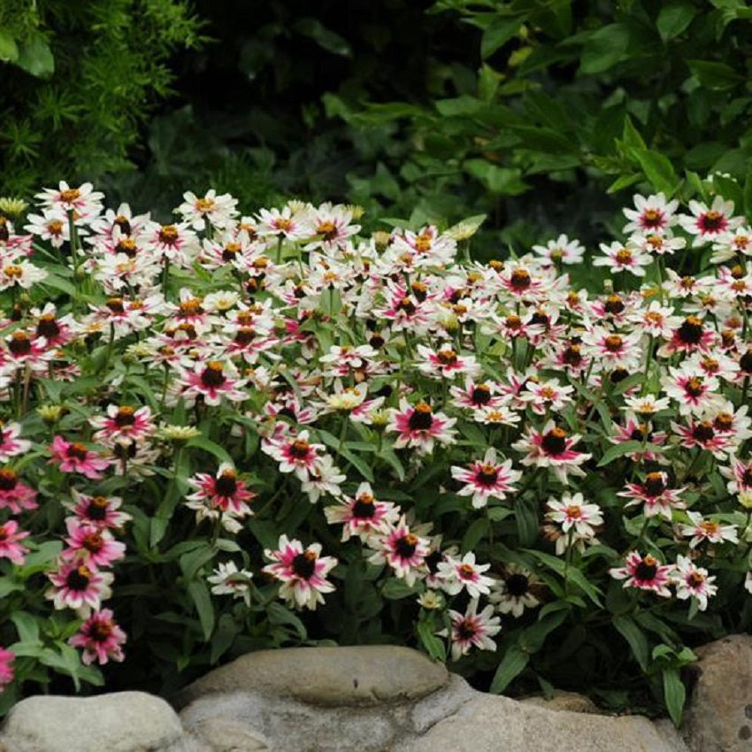 Zinnia Seeds Zahara Rose Starlight 15 thru 100 Bulk Seeds