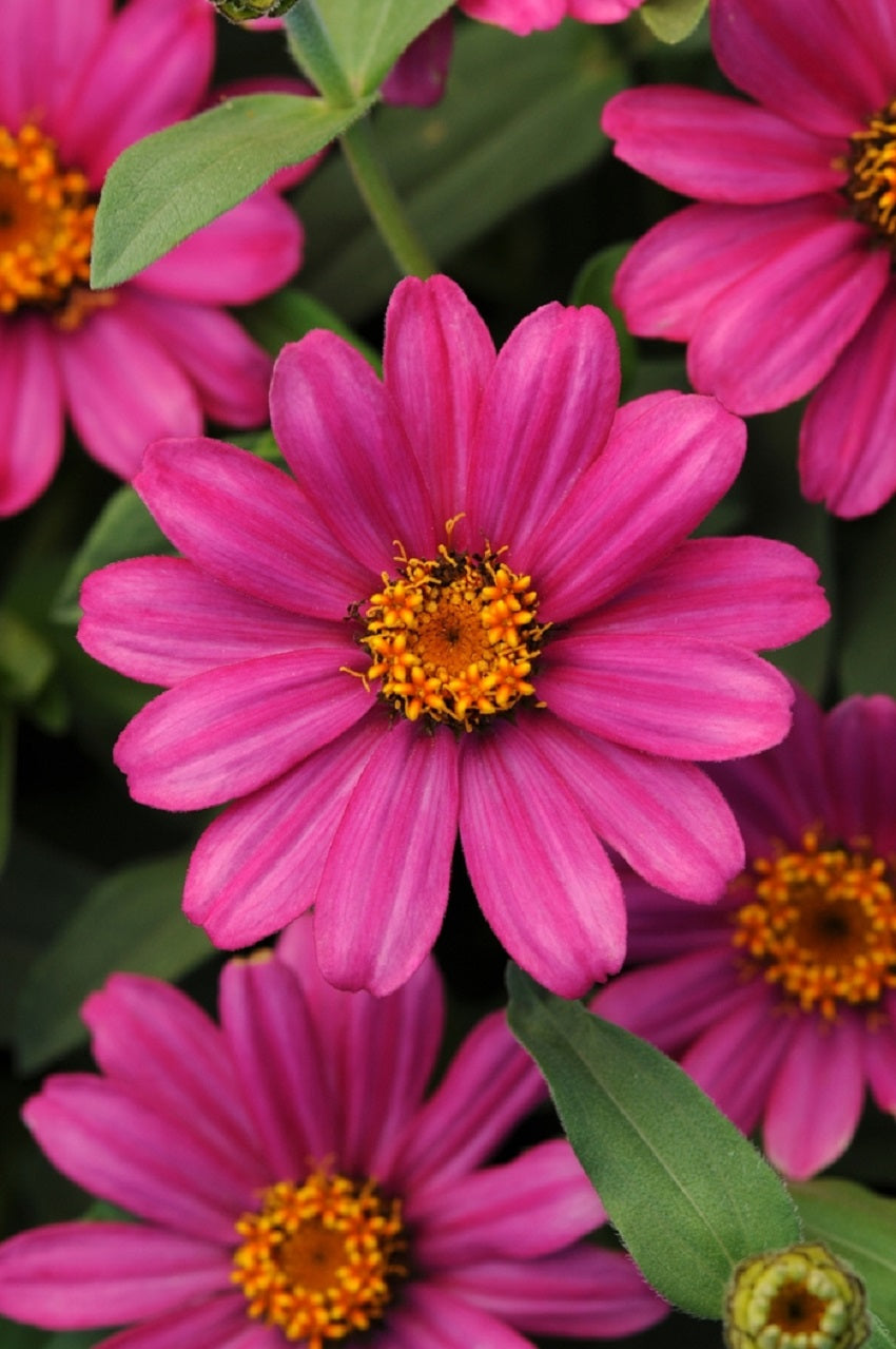 Zinnia Seeds Zahara Pink 15 thru 100 Bulk Seeds