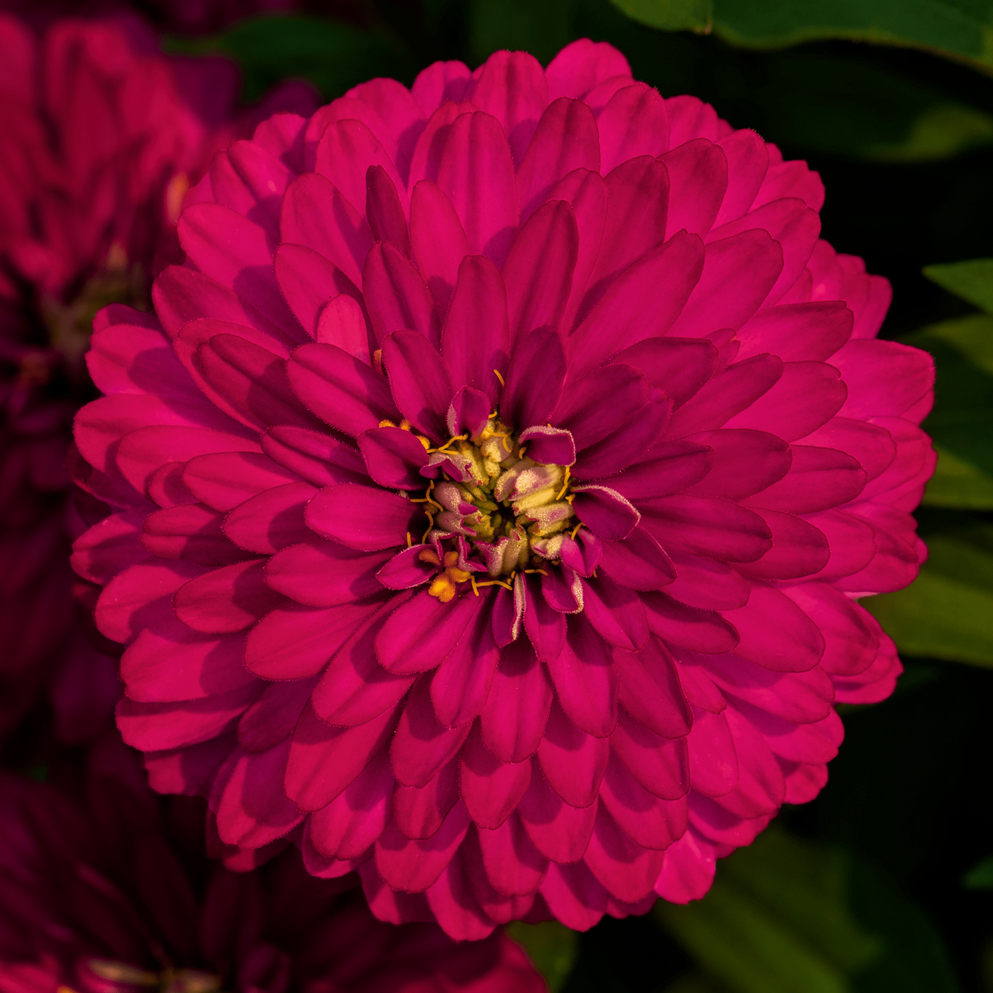 Zinnia Seeds Zinnia Zydeco Cherry 25 Seeds