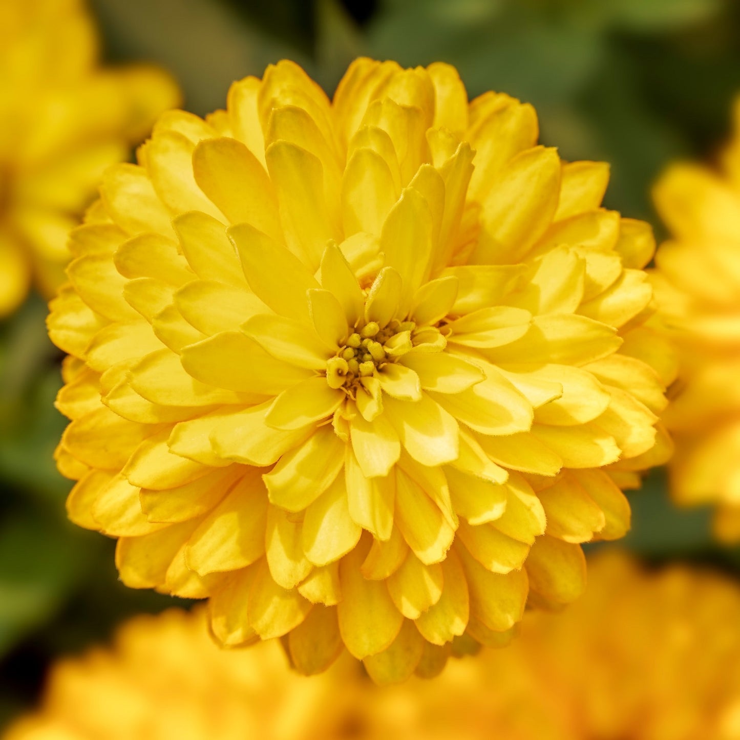 Zinnia Seeds Zinnia Zydeco Deep Yellow 25 Seeds